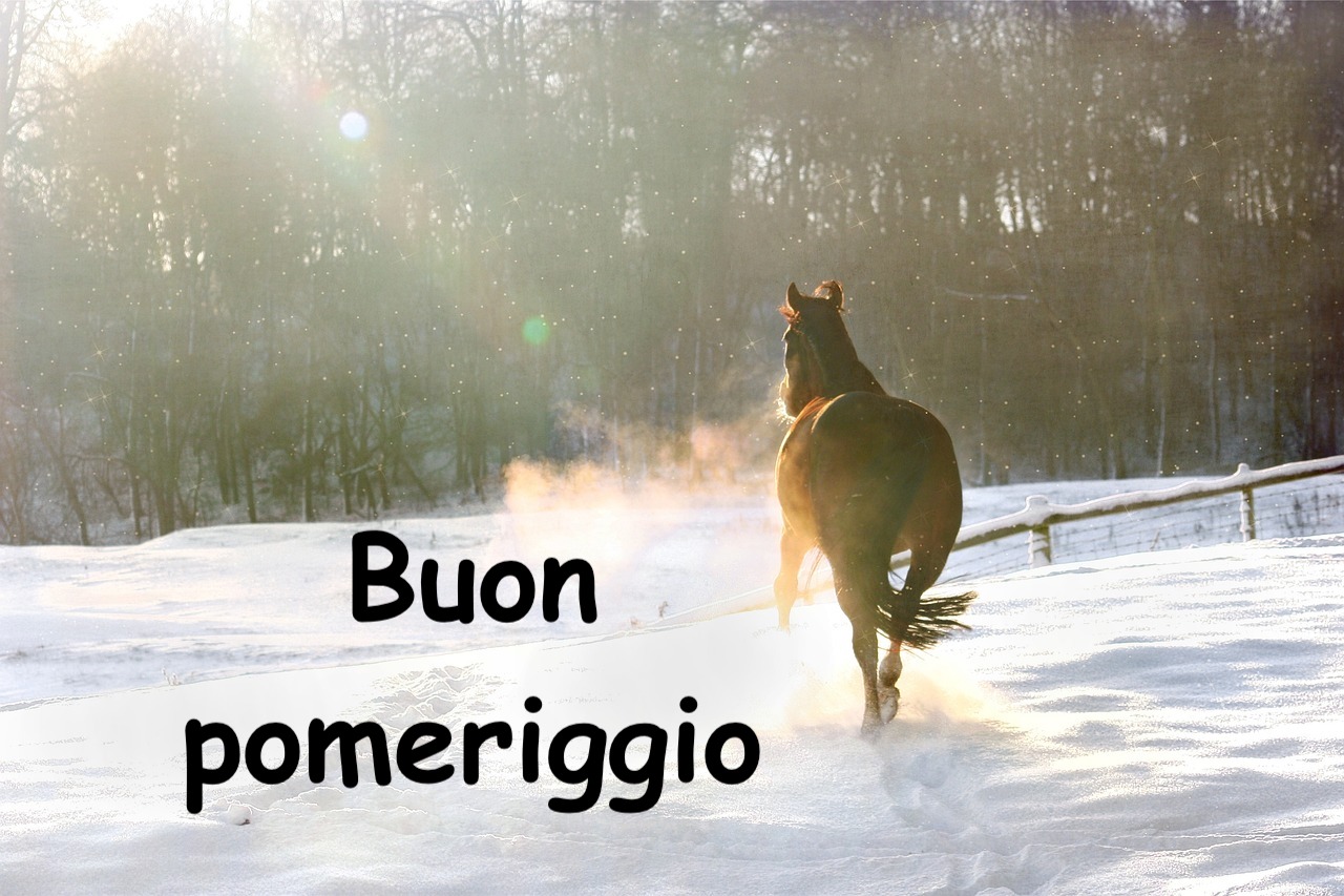  un cavallo corre libero e da solo in mezzo ad un paesaggio innevato in inverno  